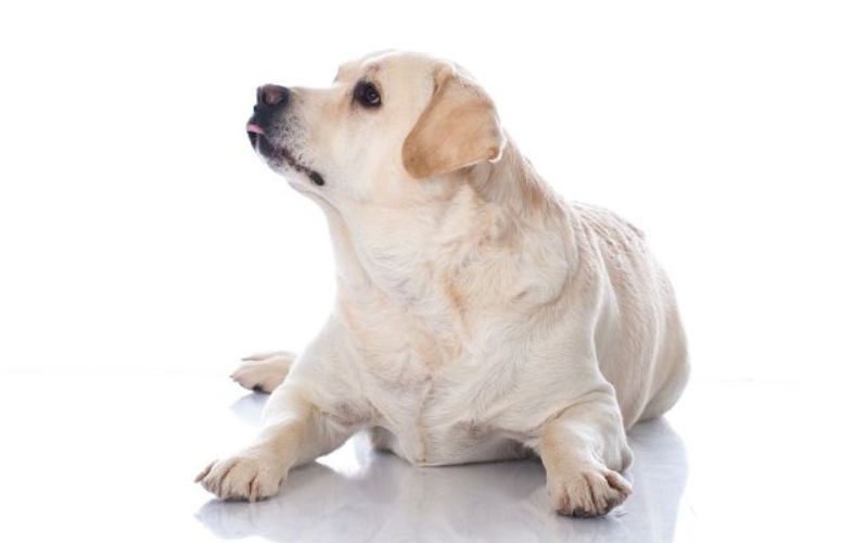 Obesidade em cães: mantenha seu pet em boa forma